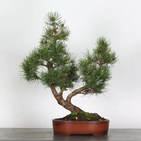BONSAI PIN MUGO 1-16