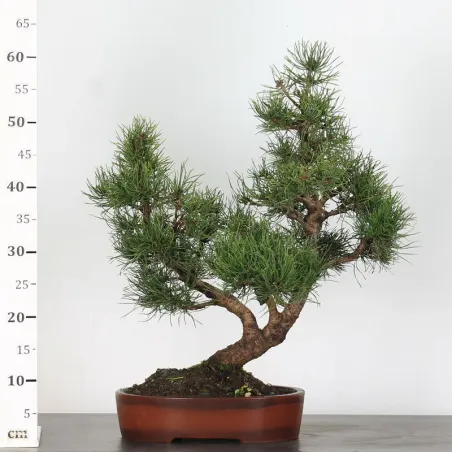 image supplémentaire - BONSAI PINUS MUGO 1-16