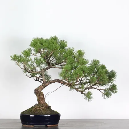 BONSAI PIN MUGO 1-17