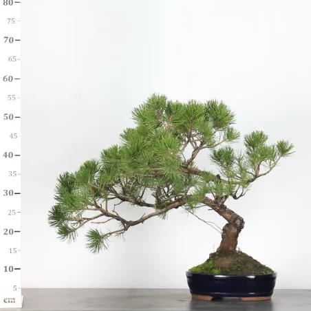 image supplémentaire - BONSAI PINUS MUGO 1-17