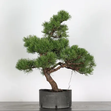 image supplémentaire - BONSAI PINUS MUGO 1-19