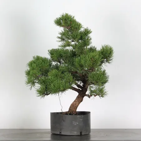 BONSAI PIN MUGO 1-19