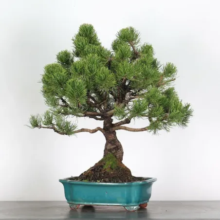 BONSAI PIN MUGO 1-22