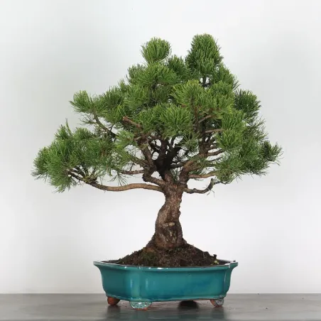image supplémentaire - BONSAI PINUS MUGO 1-22