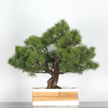 Mugo Bonsai Pine PM-3-3
