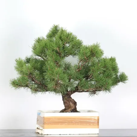 image supplémentaire - PREBONSAI PINUS MUGO 3-3