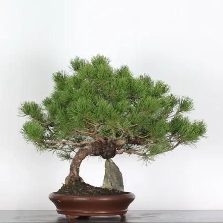 Pin mugo bonsai PM-3-5