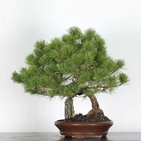 image supplémentaire - BONSAI PIN MUGO 3-5