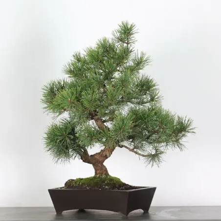 image supplémentaire - BONSAI PINUS MUGO 2-1