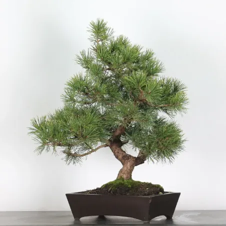 Mugo Bonsai Pine PM-2-1