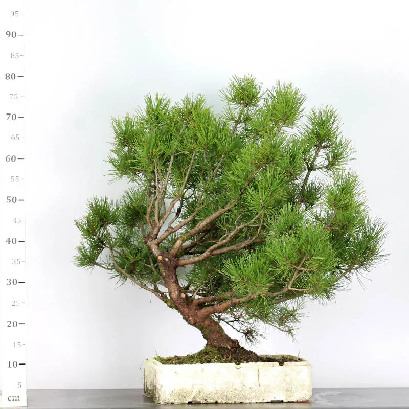 Pin mugo bonsai PM-2-2