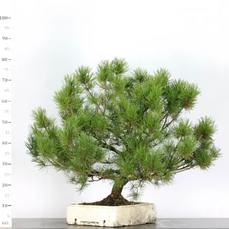 image supplémentaire - BONSAI PINUS MUGO 2-2