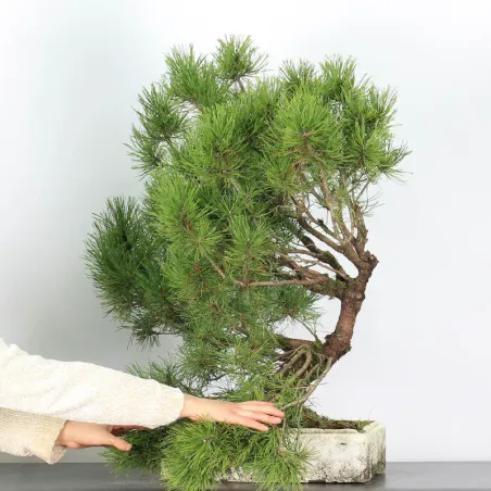 Mugo Bonsai Pine PM-2-2