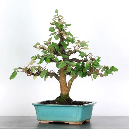 Bonsai Eleagnus Pungen