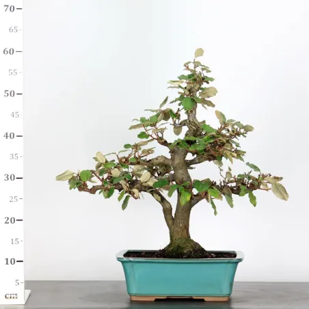 image supplémentaire - BONSAI ELAEAGNUS PUNGEN 1-1