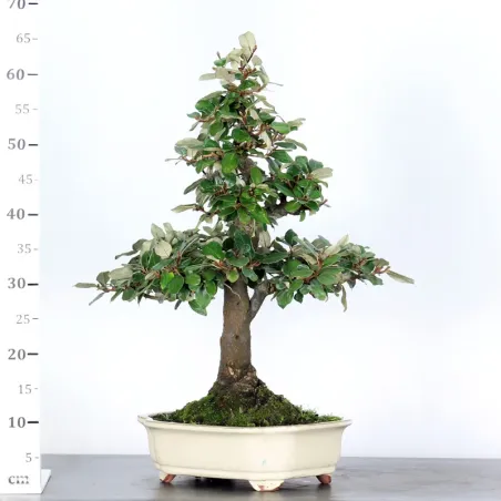 image supplémentaire - BONSAI ELAEAGNUS PUNGEN 1-2