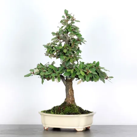 Bonsai Eleagnus Pungen