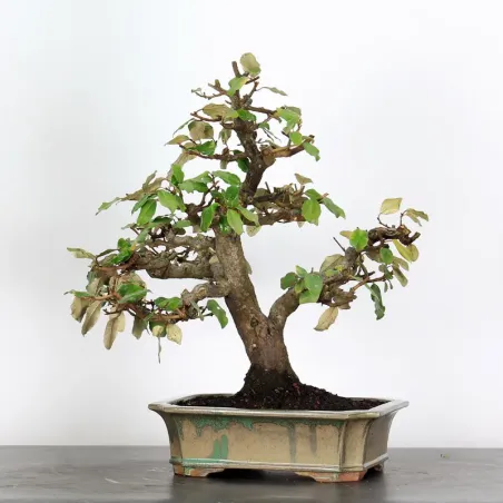 Bonsai Eleagnus Pungen
