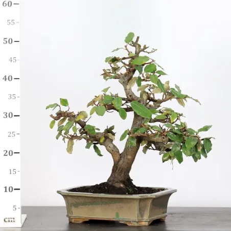 image supplémentaire - BONSAI ELAEAGNUS PUNGEN 1-3