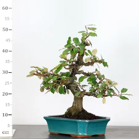 image supplémentaire - BONSAI ELAEAGNUS PUNGEN 1-4