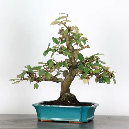 Bonsai Elaeagnus Pungen