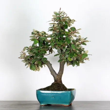 Bonsai Elaeagnus Pungen