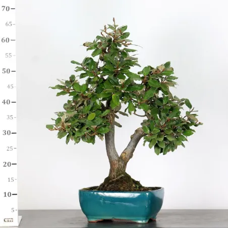 image supplémentaire - BONSAI ELAEAGNUS PUNGEN 1-7