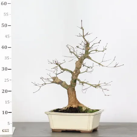 image supplémentaire - ÉRABLE ROUGE DU JAPON "ACER...