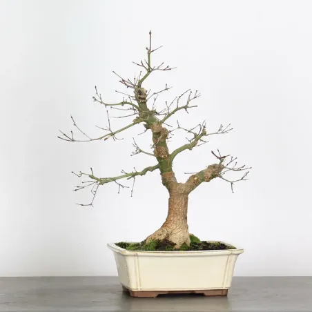 Bonsai Acer Deshojo AD-1-6