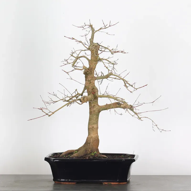 érable rouge du japon "acer deshojo" 1-21