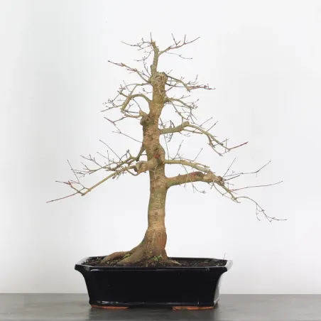 Japanese red maple "acer deshojo" 1-21