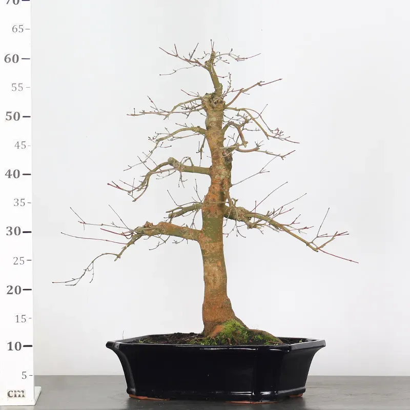 image supplémentaire - érable rouge du japon "acer...