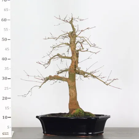 image supplémentaire - Japanese red maple "acer...