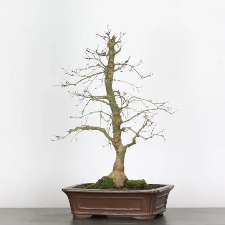 Japanese red maple "acer deshojo" 1-22