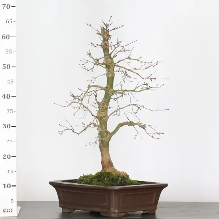 image supplémentaire - érable rouge du japon "acer...