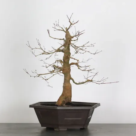 érable rouge du japon "acer deshojo" 1-23