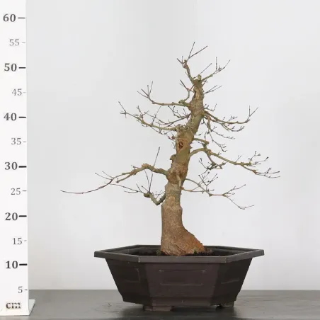 image supplémentaire - Japanese red maple "acer...