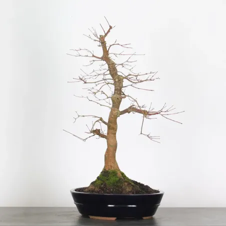 érable rouge du japon "acer deshojo" 1-24