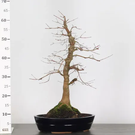 image supplémentaire - érable rouge du japon "acer...