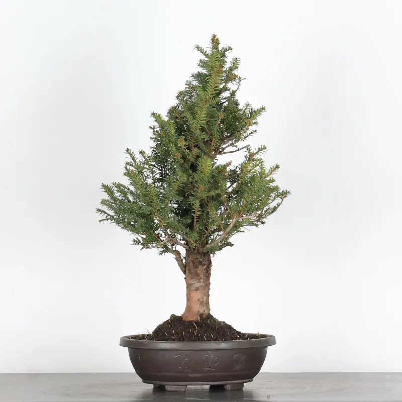 image supplémentaire - IF "Taxus baccata" 1-2