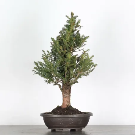 image supplémentaire - IF "Taxus baccata" 1-2