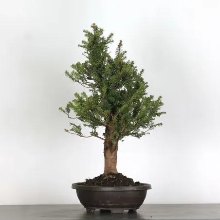 YEW "TAXUS BACCATA" 1-2