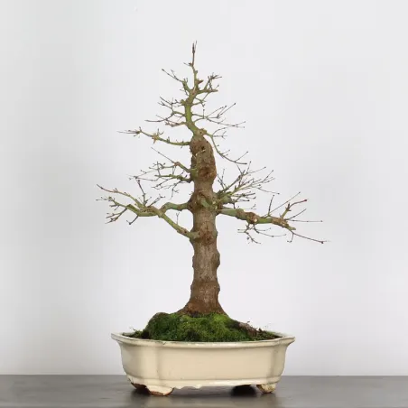 Bonsai Acer Palmatum AP-1-4
