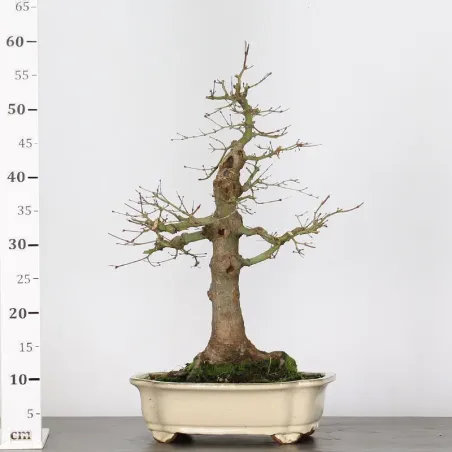 image supplémentaire - JAPANESE MAPLE "ACER...