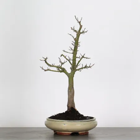 Bonsai Erable Palmatum Shishigashira AS-1-1