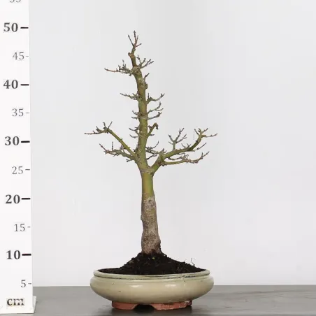 image supplémentaire - JAPANESE MAPLE "ACER...