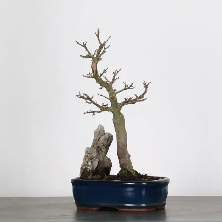Bonsai Erable Palmatum Shishigashira AS-1-5