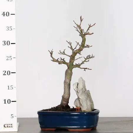 image supplémentaire - Érable du japon "ACER...