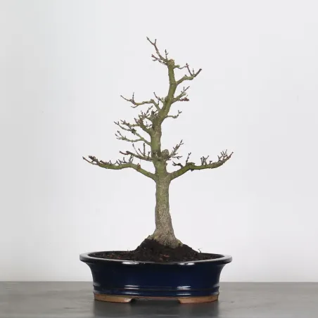 JAPANESE MAPLE "ACER SHISHIGASHIRA" 1-7