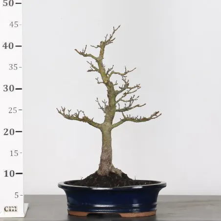 image supplémentaire - JAPANESE MAPLE "ACER...